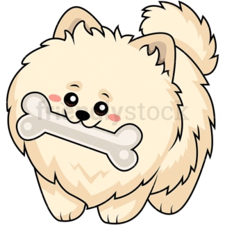 甜美的波美拉尼亚狗嚼着一根大骨头。PNG - JPG和矢量EPS(无限可扩展)。