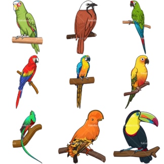 中美洲南美洲热带鸟类。PNG - JPG和无限可扩展矢量EPS -白色或透明背景。