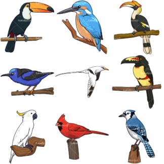 热带鸟类。PNG - JPG和无限可扩展矢量EPS -白色或透明背景。