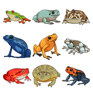 青蛙物种。PNG - JPG和无限可伸缩的矢量EPS -在白色或透明的背景。