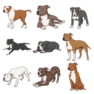 Amerikanische Staffordshire-Terrierhunde。PNG - JPG-和矢量- eps -数据格式(unendlich skalierbar)。